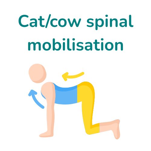 cat cow stretch