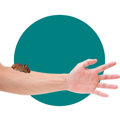 Mouse on arm